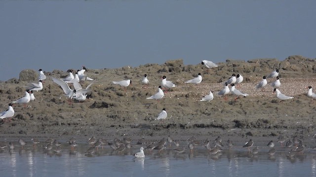 Mouette mélanocéphale - ML616268655