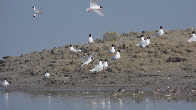 Gaviota Cabecinegra - ML616268657