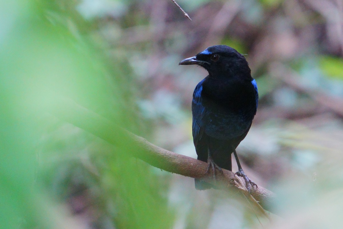 Malabar Whistling-Thrush - Amit Bandekar