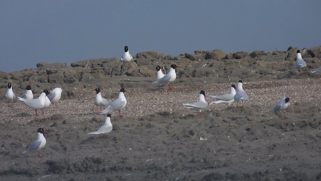 Gaviota Cabecinegra - ML616268660