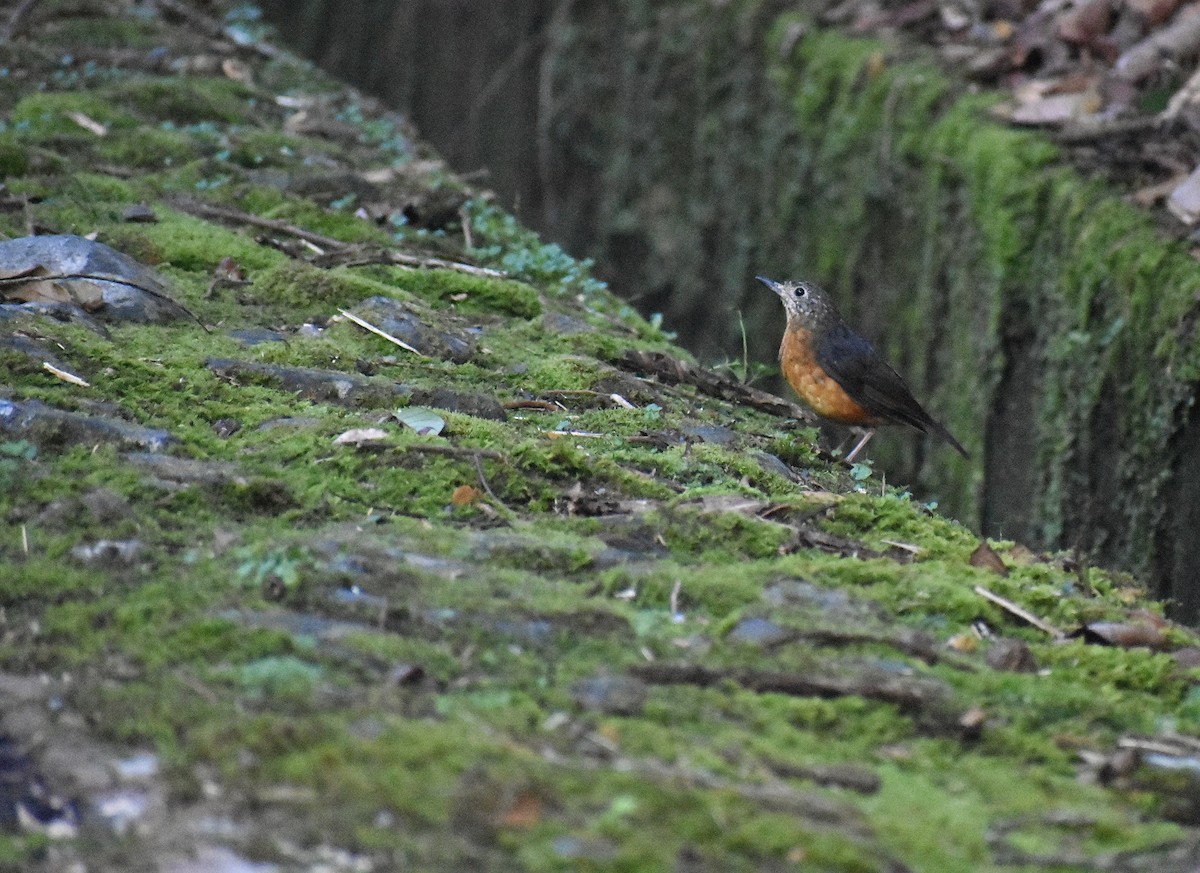 Everett's Thrush - ML616268662