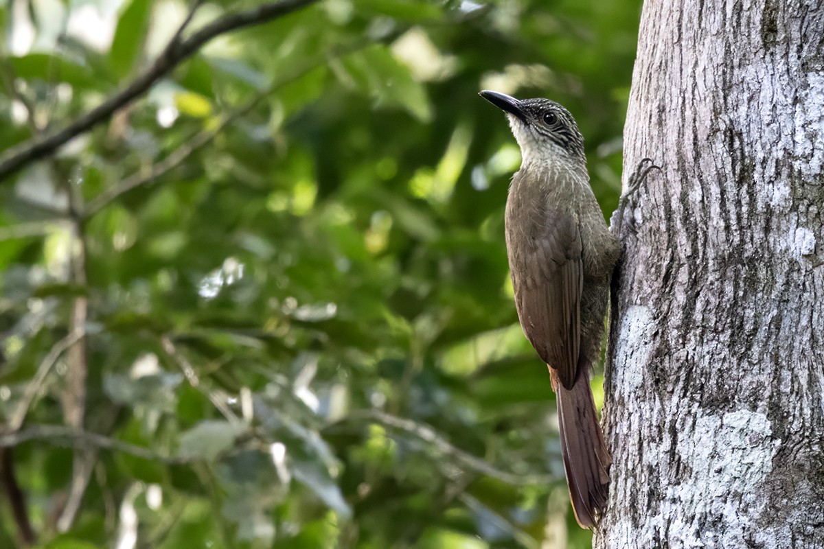 Planalto Woodcreeper - ML616268663