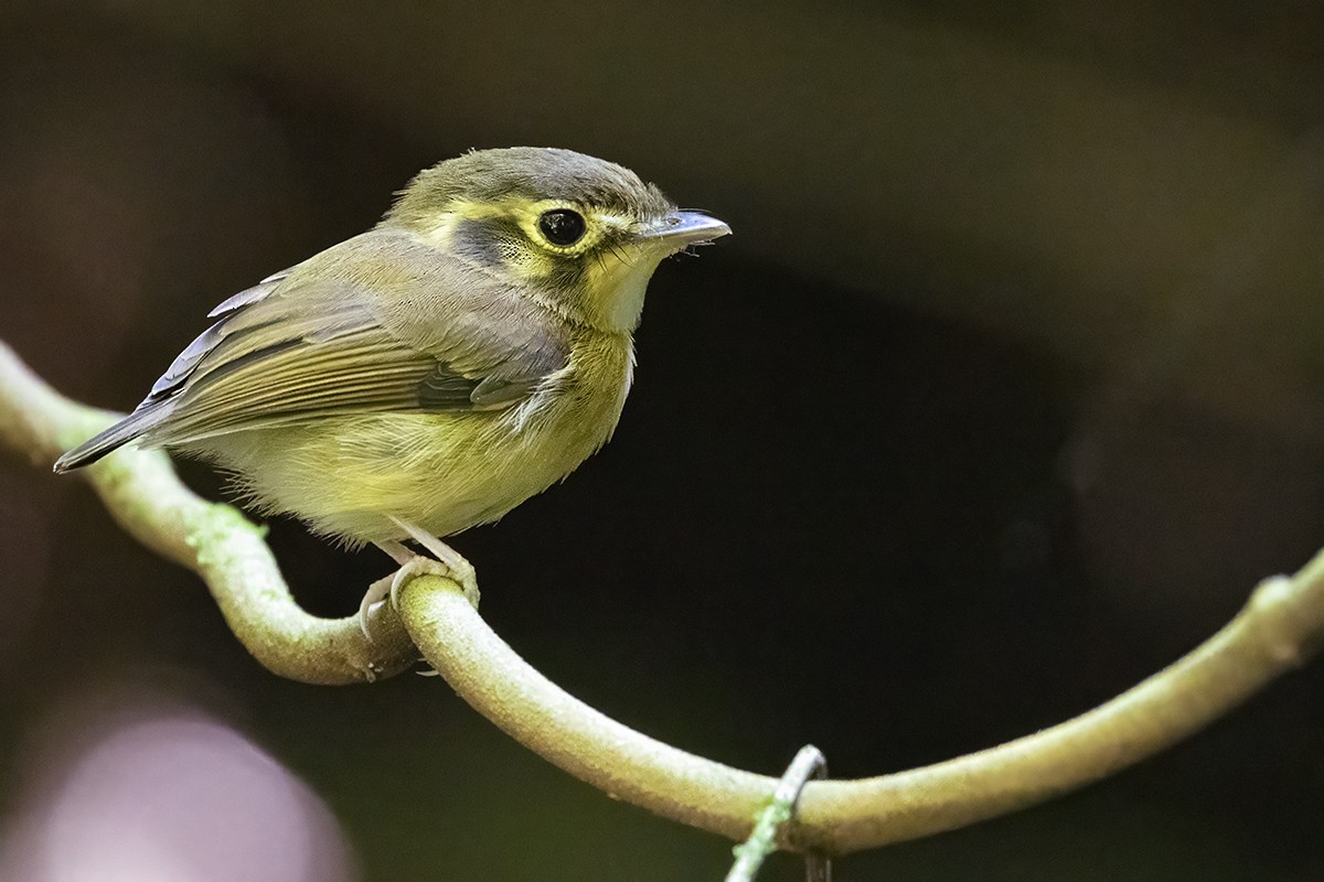 White-throated Spadebill - ML616268686