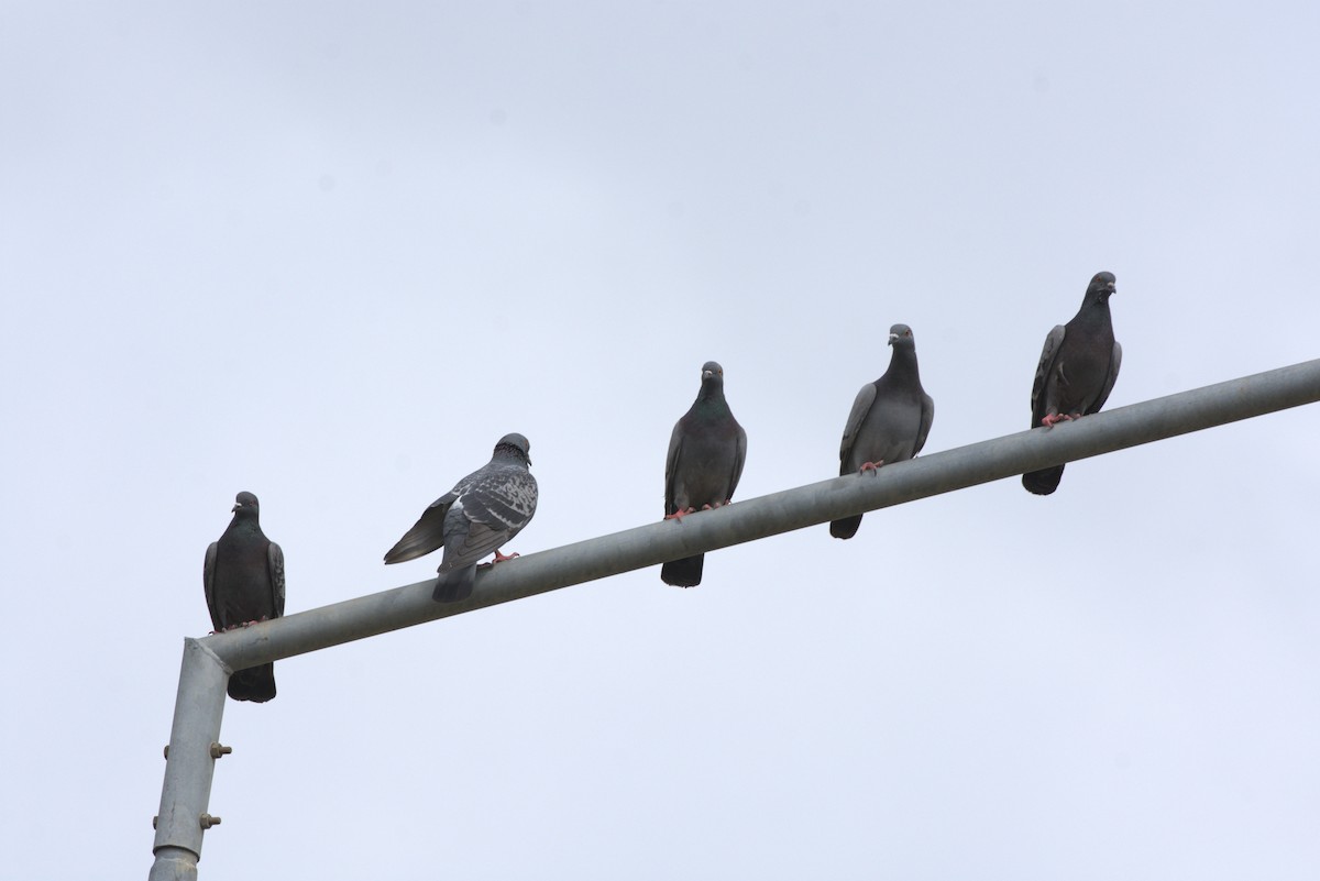 Rock Pigeon (Feral Pigeon) - ML616268732