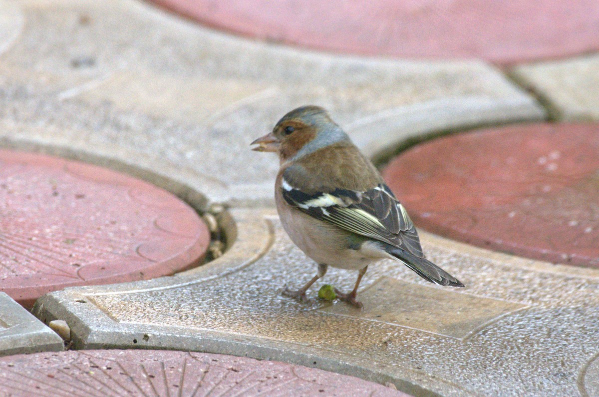 Common Chaffinch - ML616268773