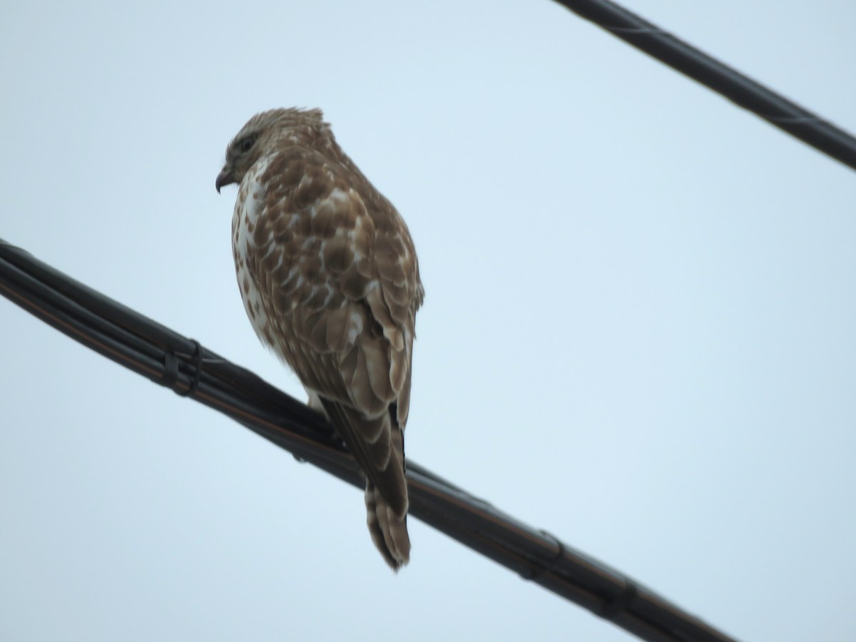 Red-shouldered Hawk - Jim Mead