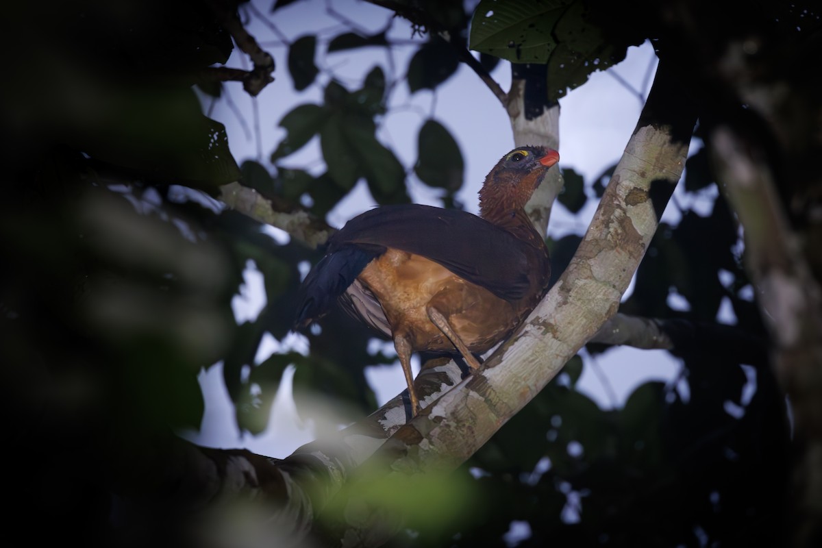 カンムリホウカンチョウ - ML616268868