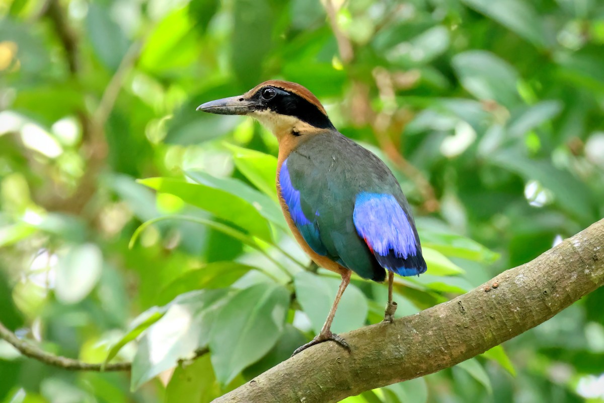 Mangrove Pitta - ML616268871