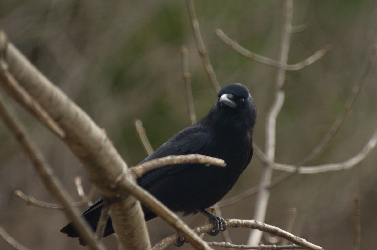 American Crow - ML616268933