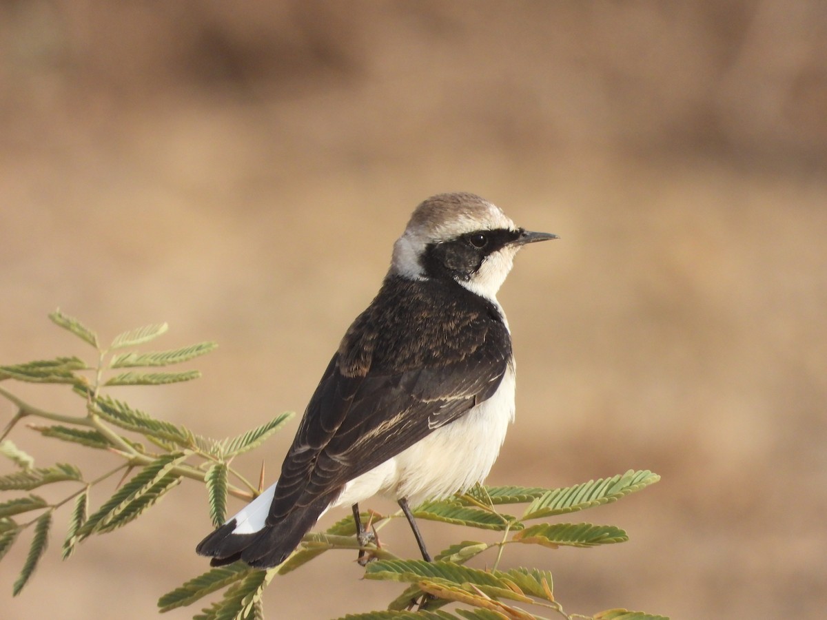 Pied Wheatear - ML616268944