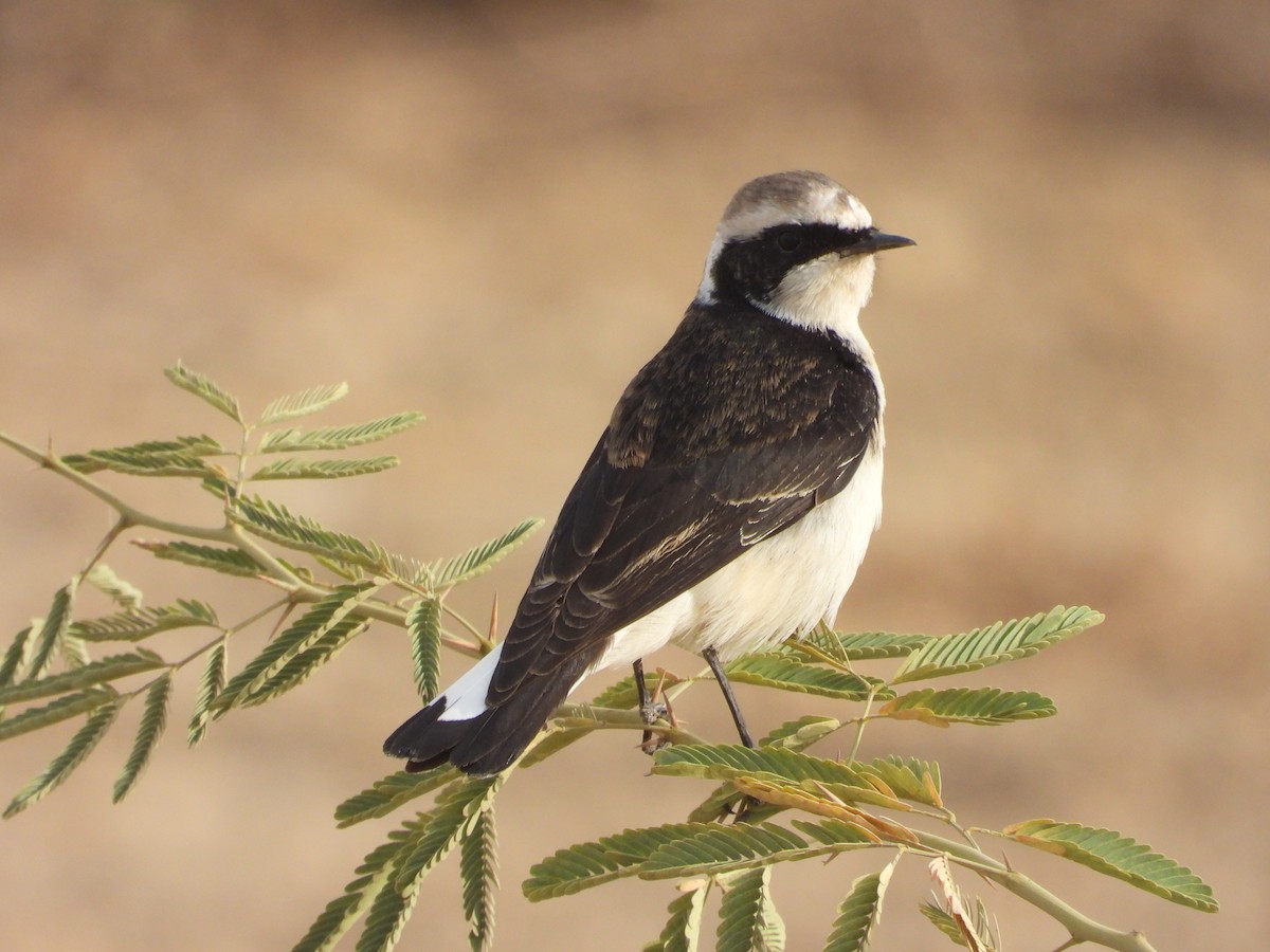 Pied Wheatear - Tushar Majethia