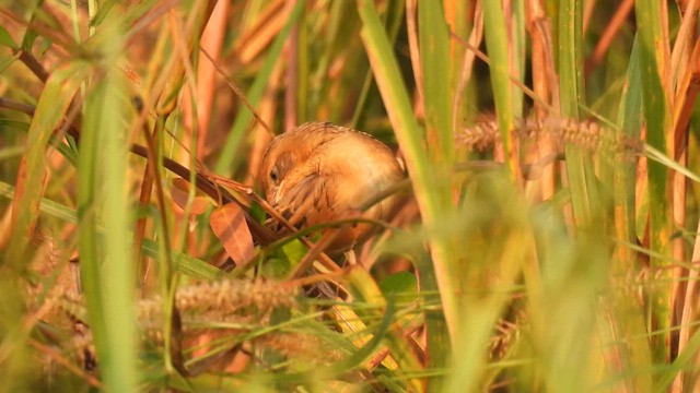 Bristled Grassbird - ML616268961