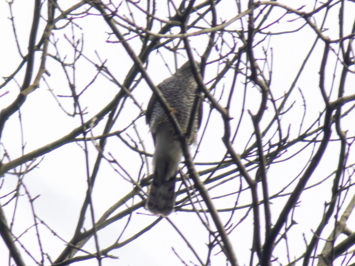 Eurasian Sparrowhawk - ML616268999