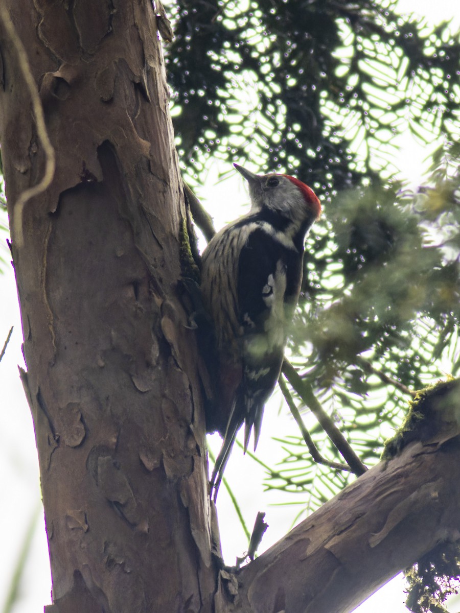 Middle Spotted Woodpecker - Stanislav Cherepushkin