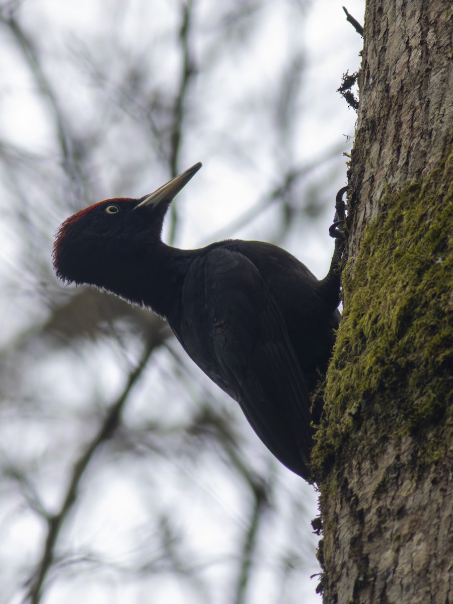 Black Woodpecker - ML616269004