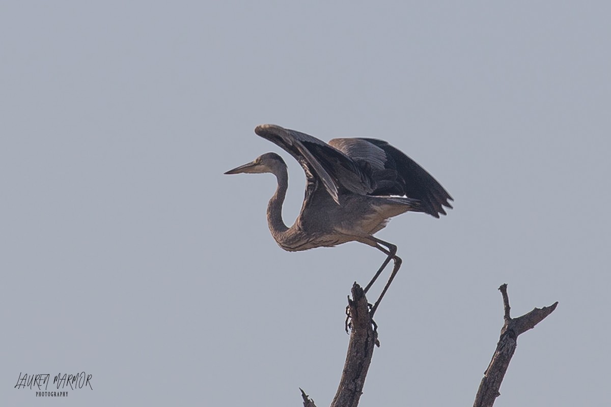 Gray Heron - Lauren Marmor