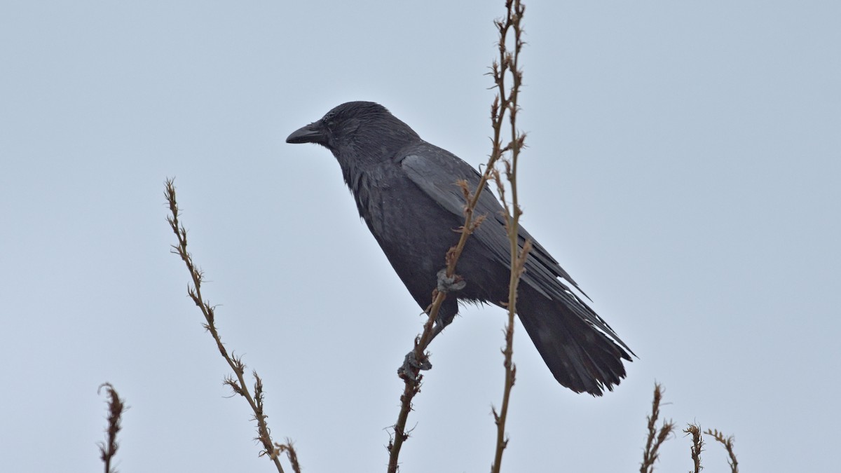 Belabeltza - ML616269054