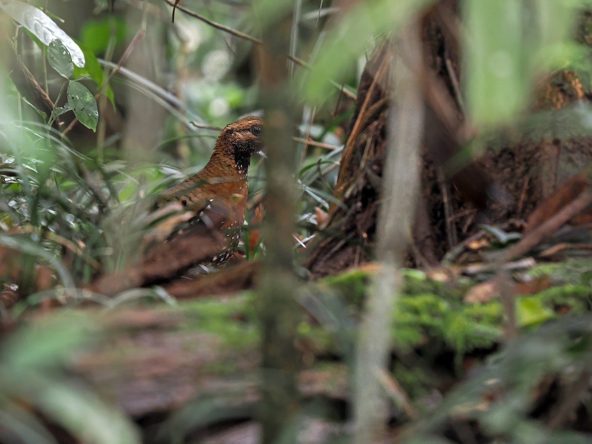 Chestnut-headed Partridge (Siamese) - ML616269055