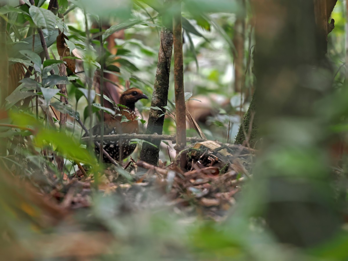 Камбоджийская лесная куропатка (diversa) - ML616269058