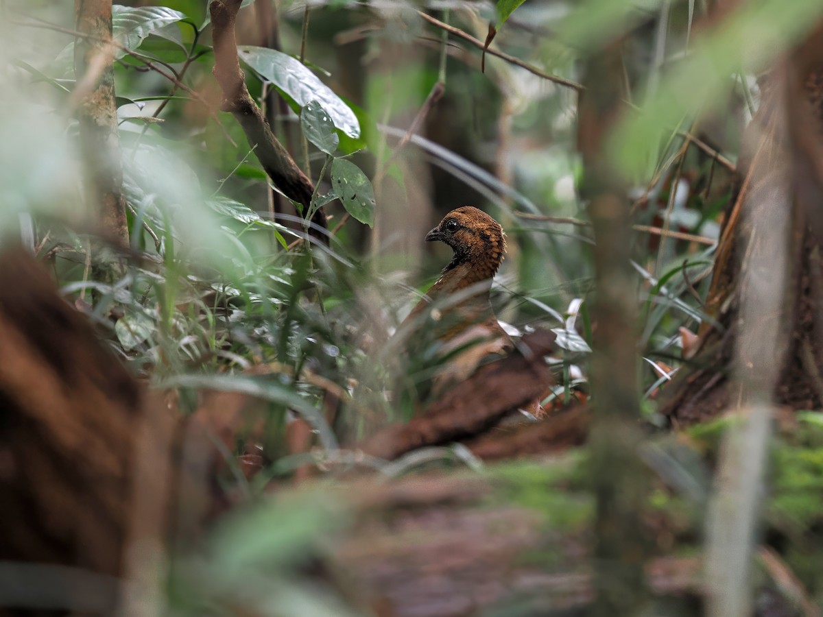 Chestnut-headed Partridge (Siamese) - ML616269059