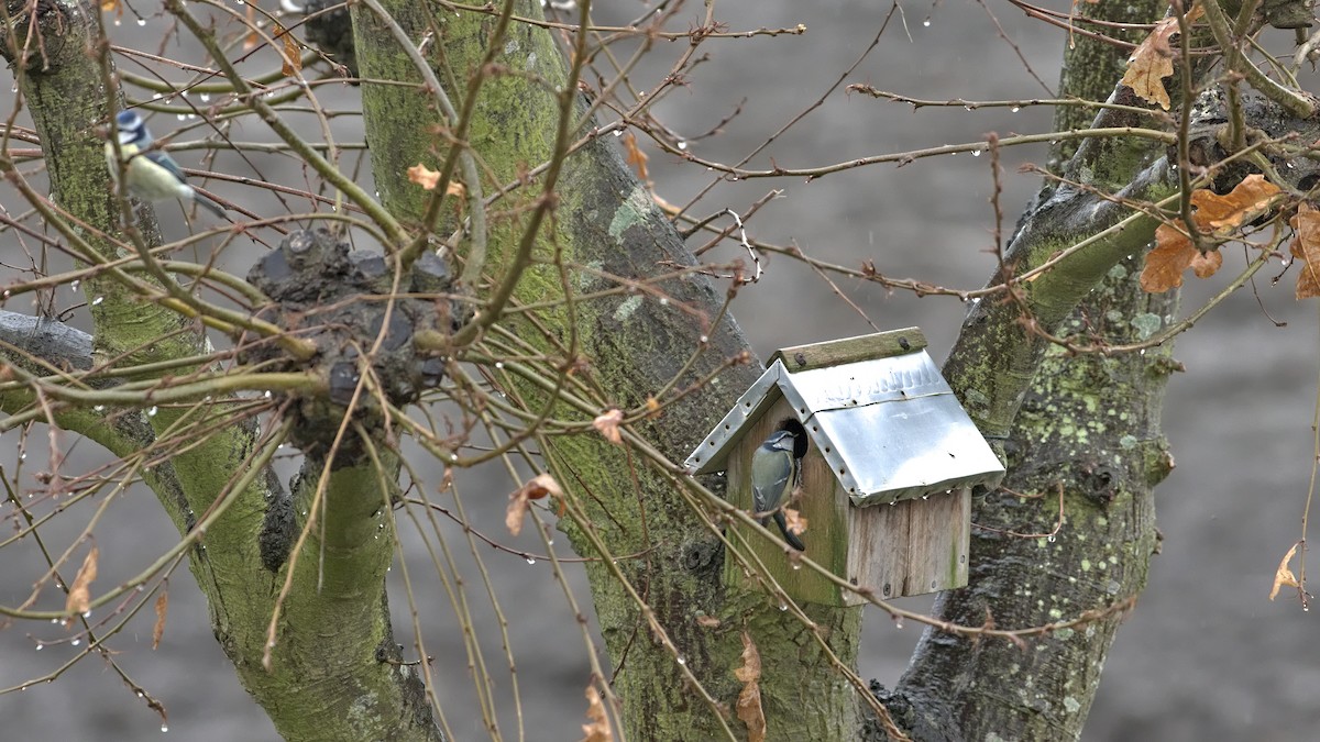 Amilotx urdin europarra - ML616269069