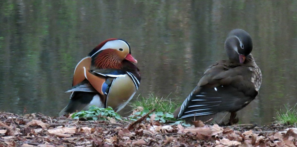 Mandarin Duck - Nicole  Rijsemus