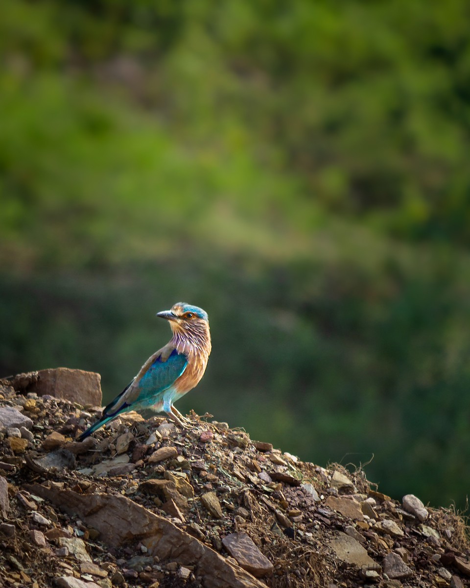 Indian Roller - ML616269134