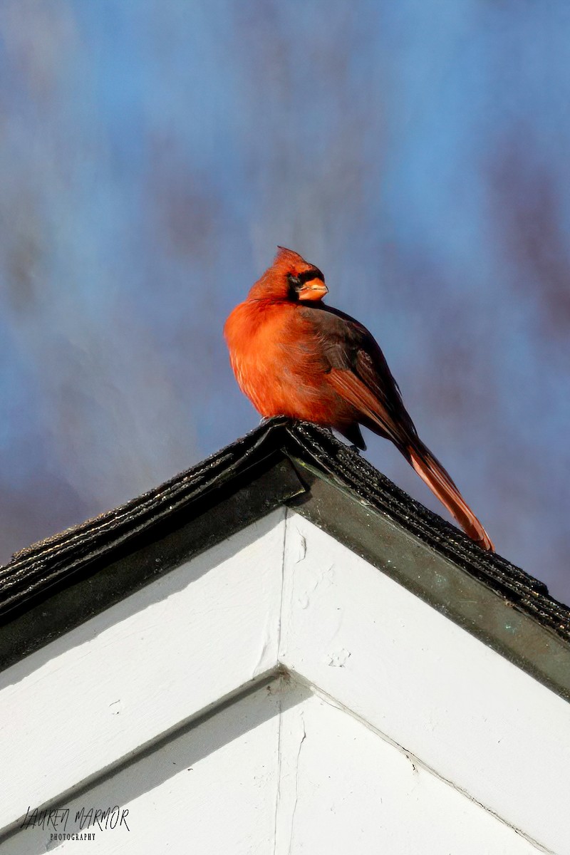 Cardinal rouge - ML616269150