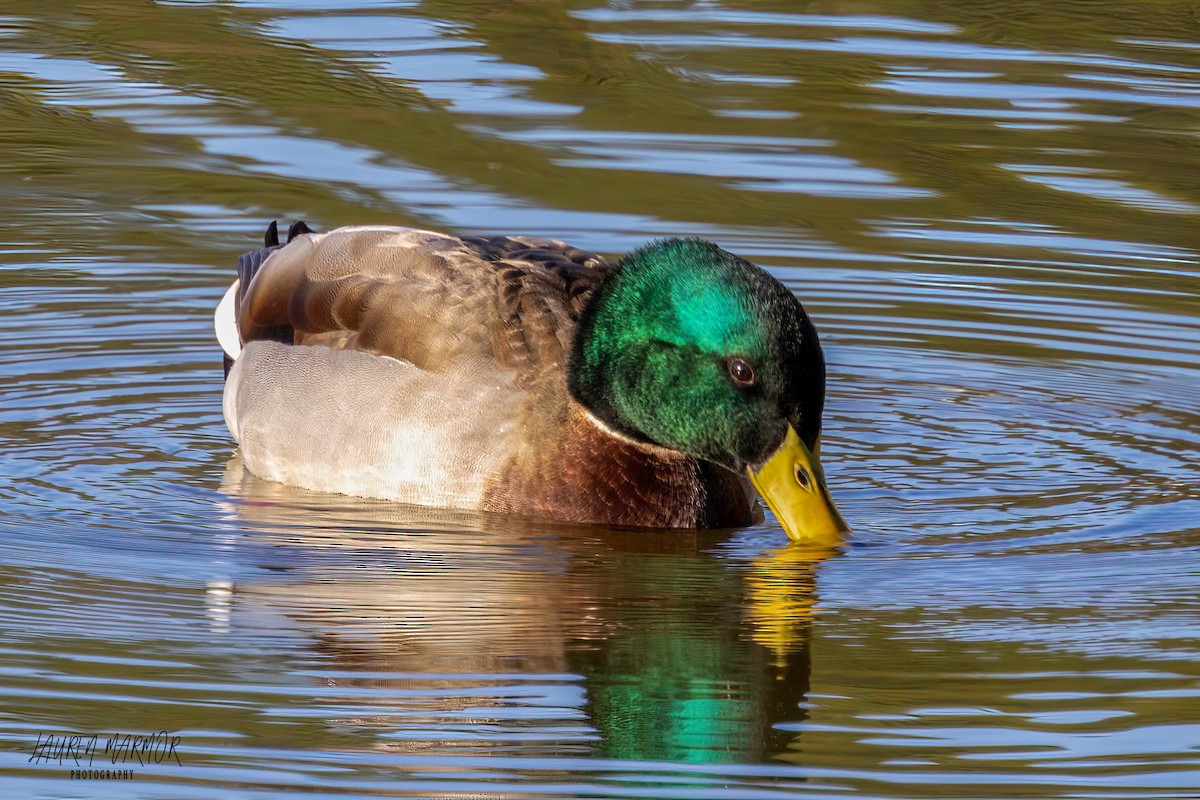 Canard colvert - ML616269157