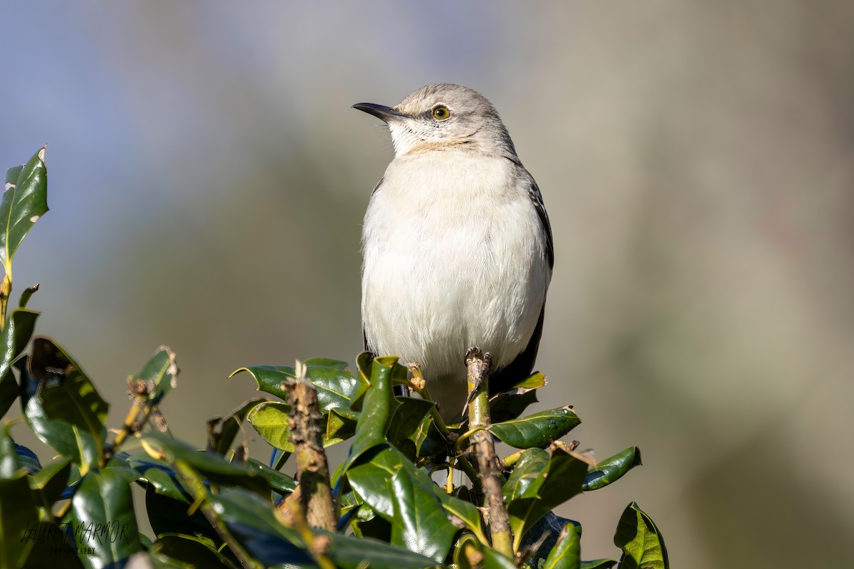 Northern Mockingbird - Lauren Marmor