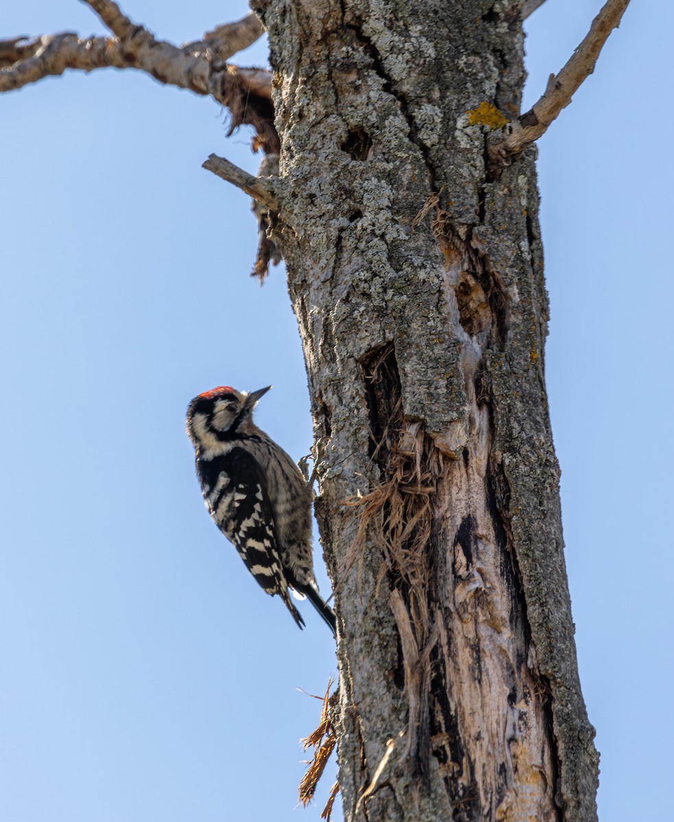Lesser Spotted Woodpecker - ML616269175