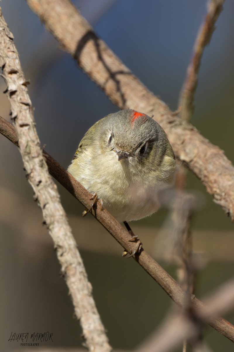 Ruby-crowned Kinglet - Lauren Marmor