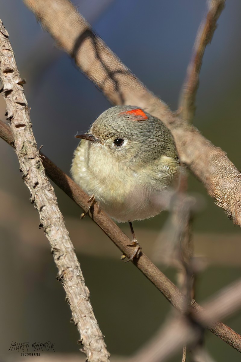 Ruby-crowned Kinglet - Lauren Marmor