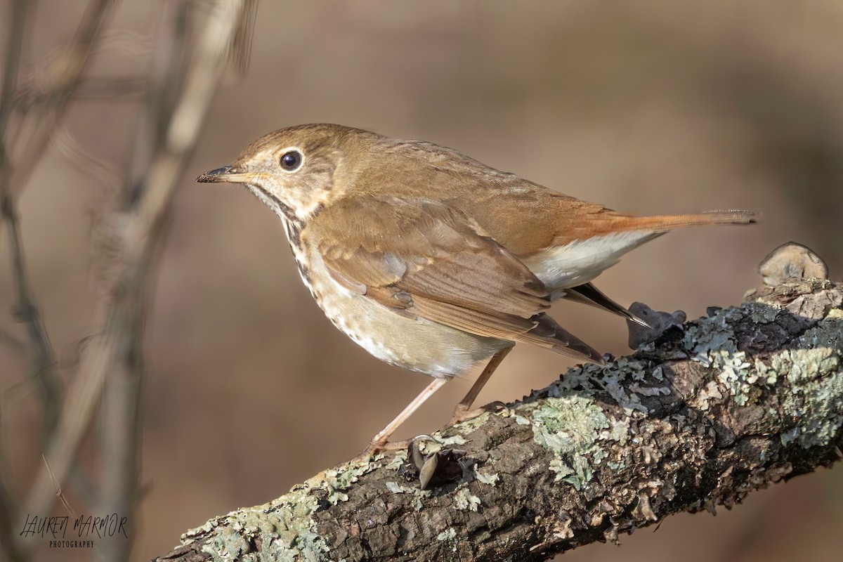 Hermit Thrush - Lauren Marmor