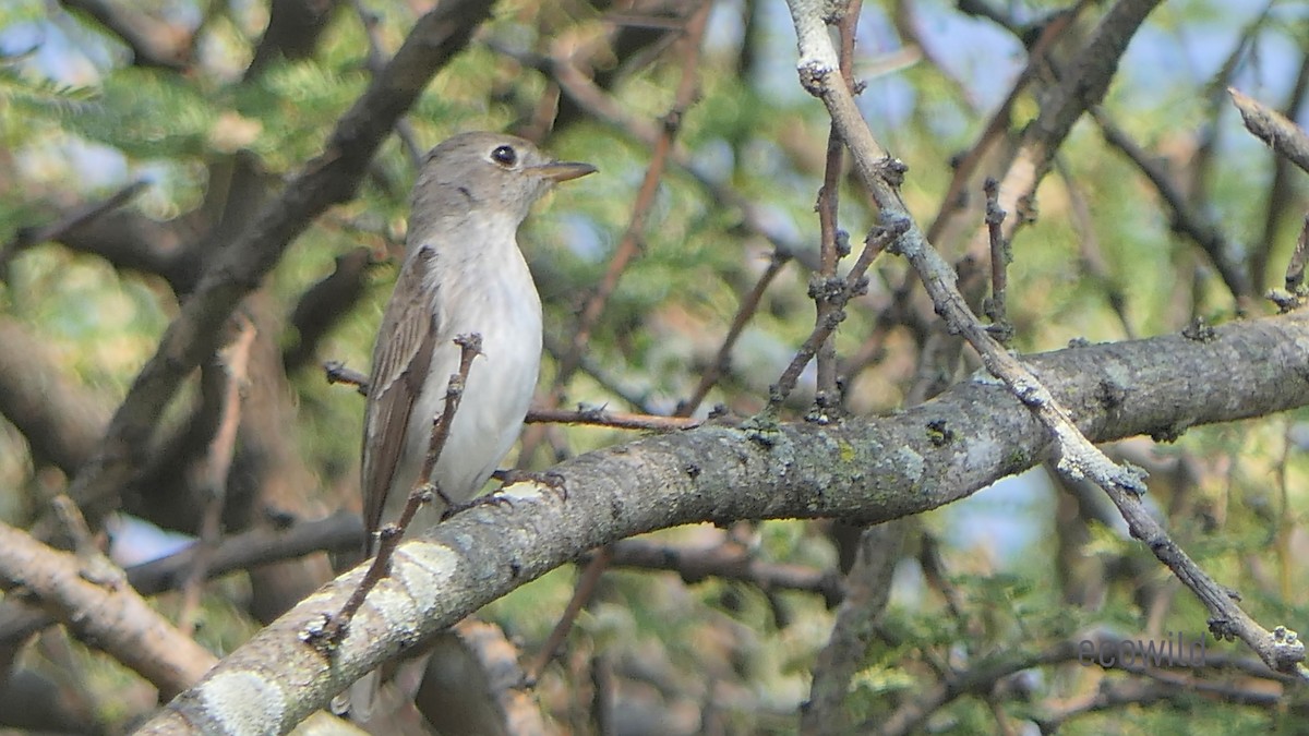 Asian Brown Flycatcher - Mohan Raj K.