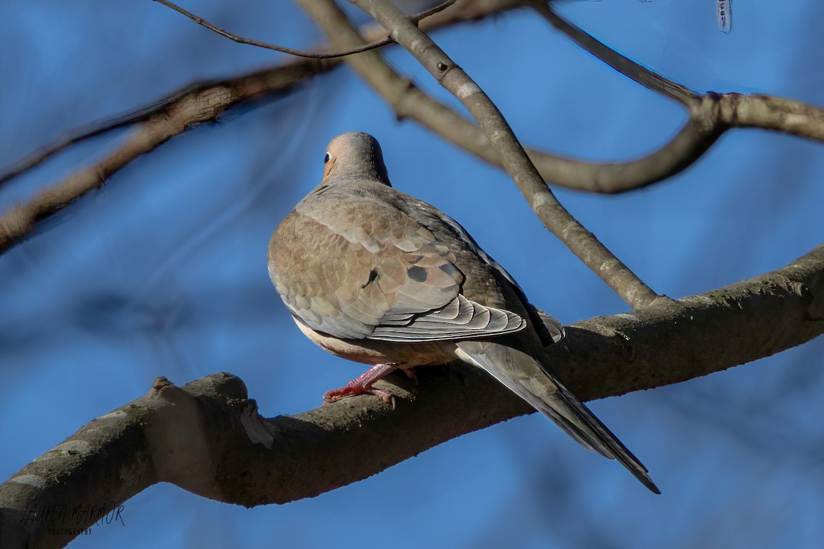 Mourning Dove - Lauren Marmor