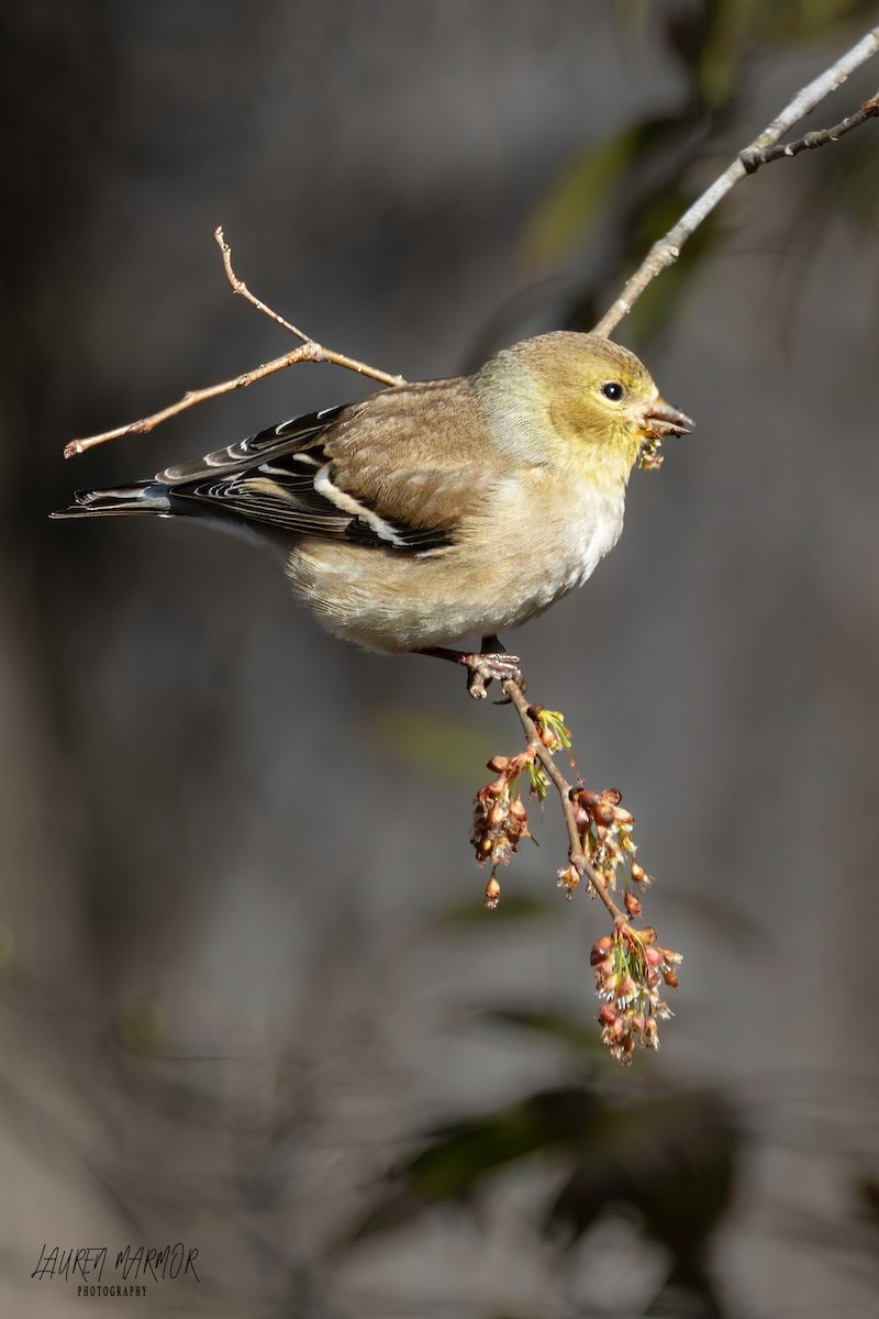 American Goldfinch - Lauren Marmor