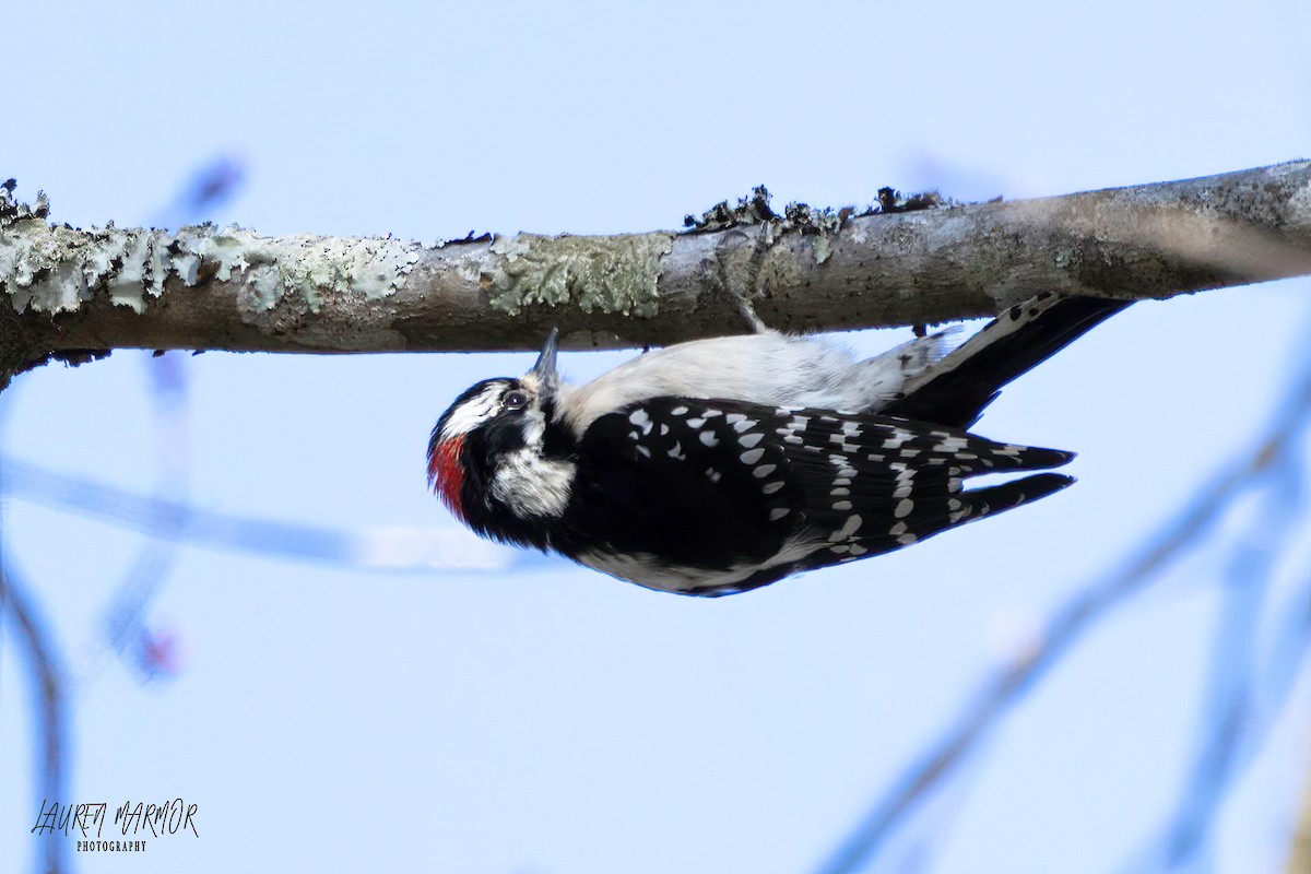 Downy Woodpecker - Lauren Marmor