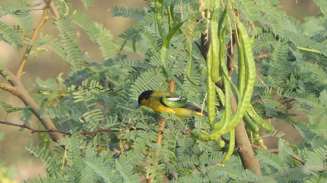 Common Iora - ML616269250