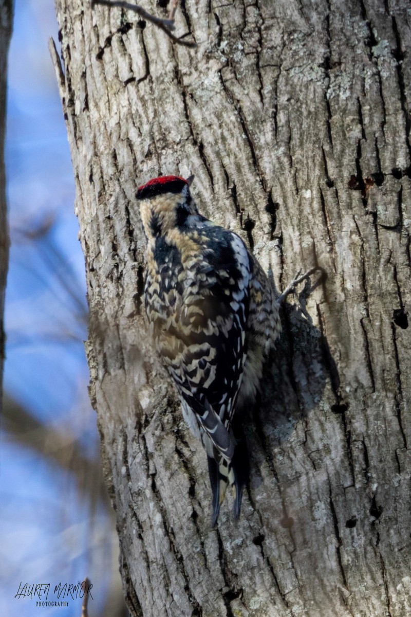 Yellow-bellied Sapsucker - Lauren Marmor