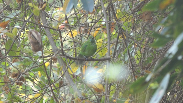 Golden-fronted Leafbird - ML616269288