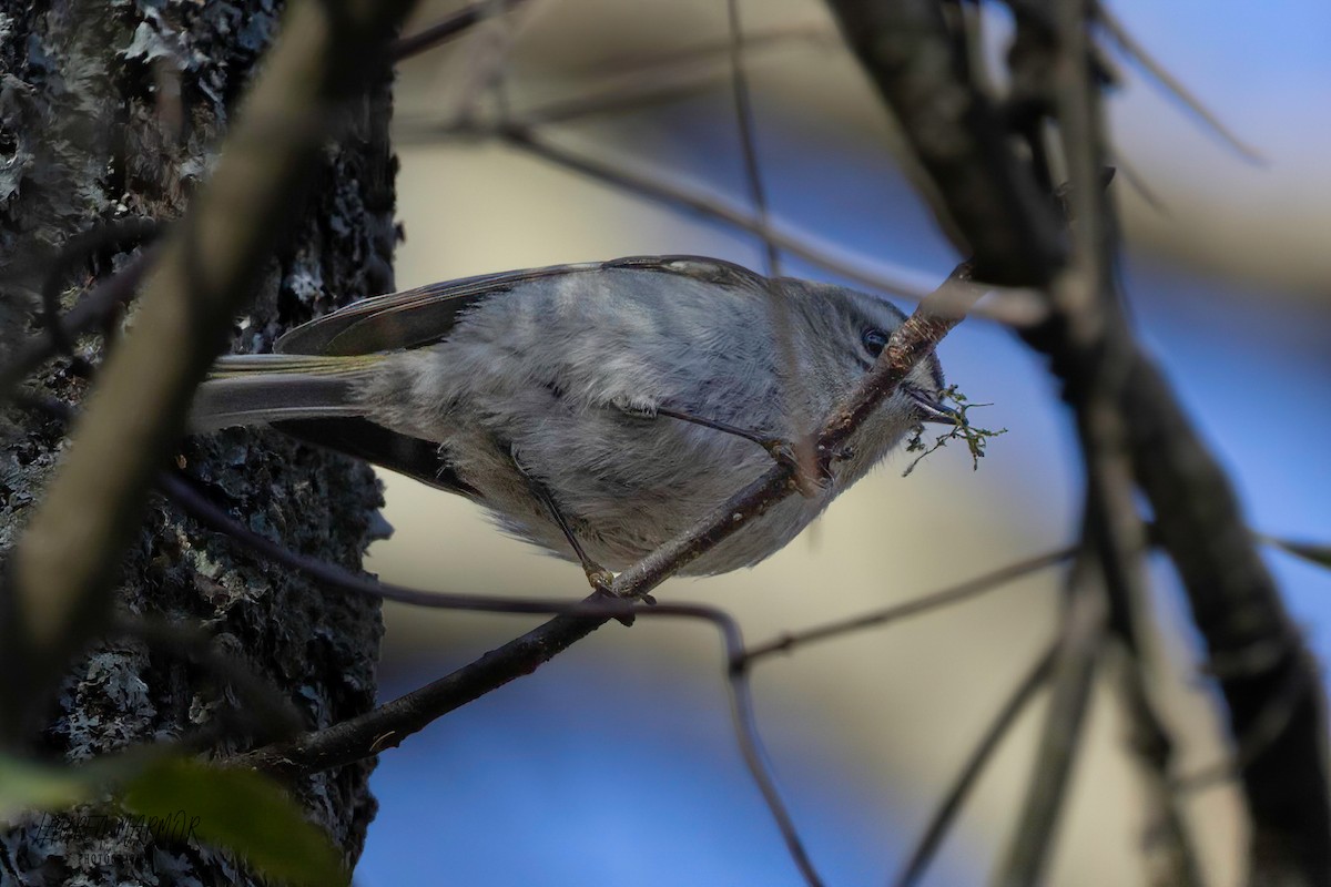 Roitelet à couronne dorée - ML616269292