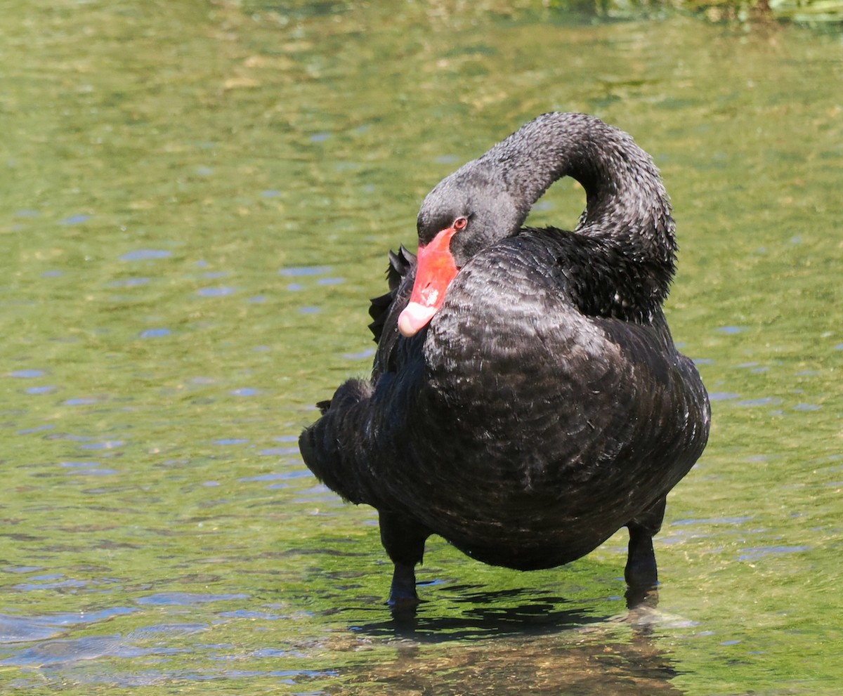 Black Swan - ML616269295