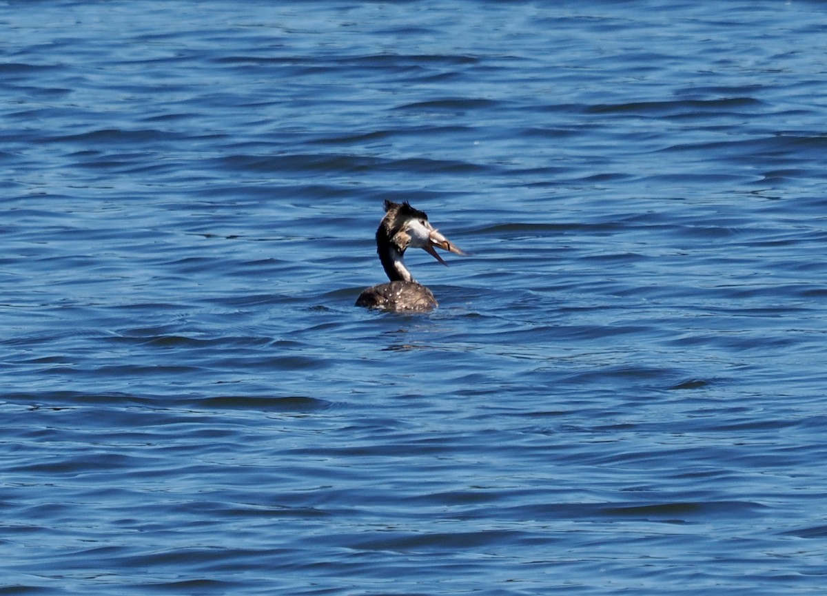 Great Crested Grebe - ML616269301