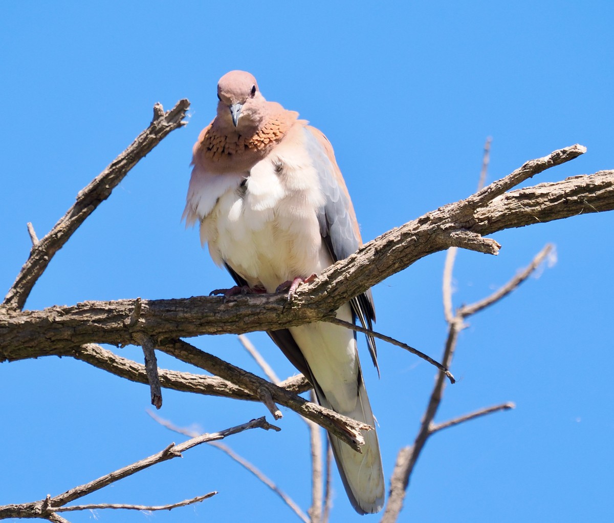 Laughing Dove - ML616269310