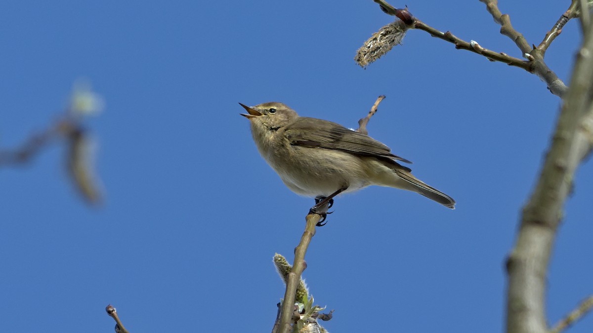 Common Chiffchaff - ML616269314