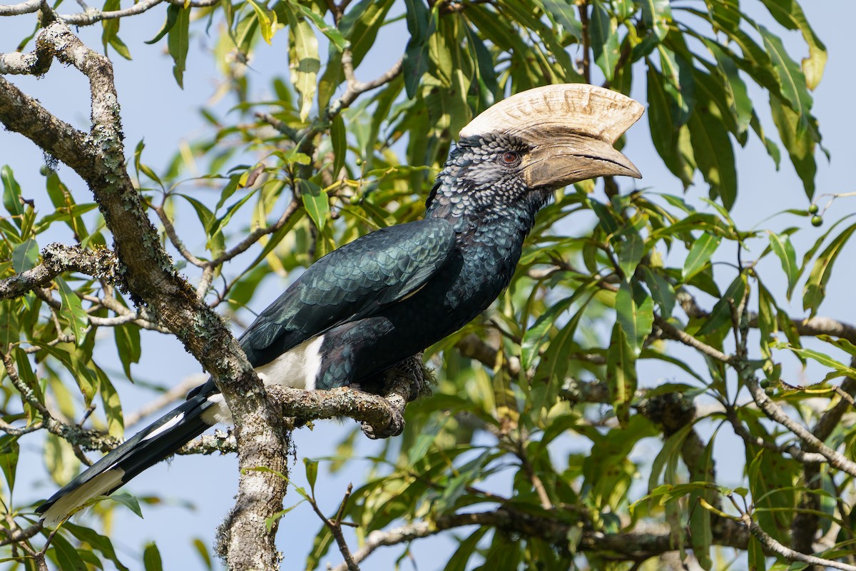 Silvery-cheeked Hornbill - ML616269319