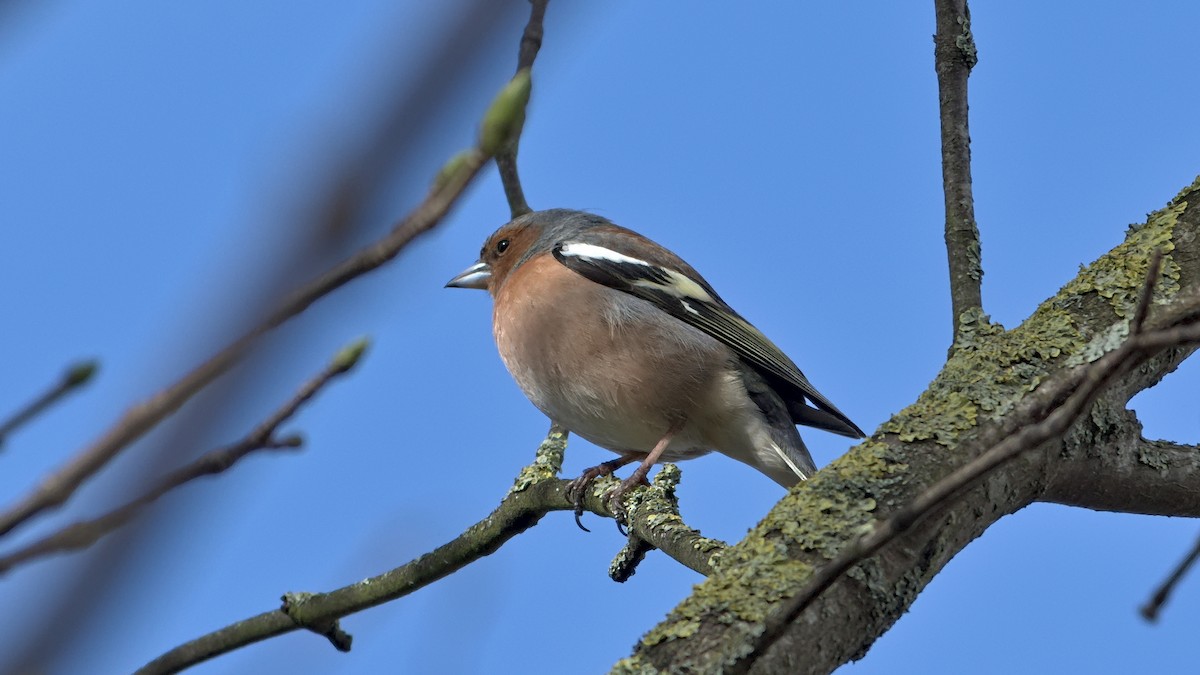 Common Chaffinch - ML616269321