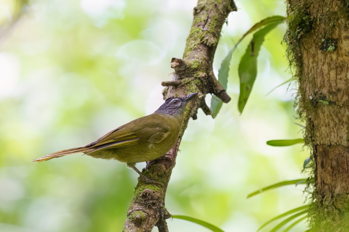 Stripe-cheeked Greenbul (Stripe-cheeked) - ML616269353