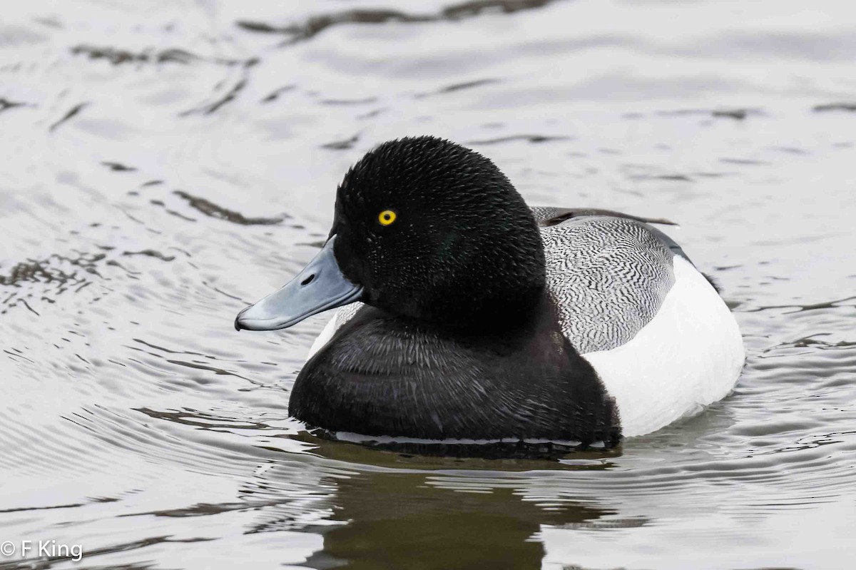 Greater Scaup - ML616269357